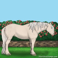 Horse Color:Cremello 