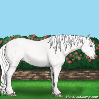 Horse Color:Cremello 