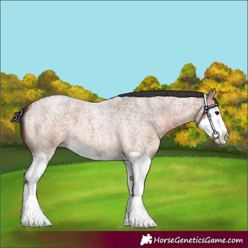 Horse Color:Bay Roan Splash 