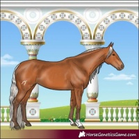Horse Color:Silver Bay 