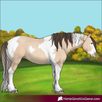 Horse Color:Amber Champagne Dun Splash Tobiano Rabicano 