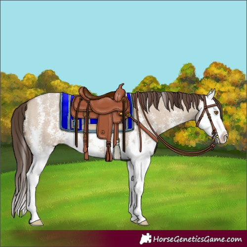 Horse Color:Classic Champagne Dun Sabino Splash 