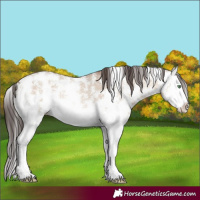 Horse Color:Sable Champagne Dun Sabino Splash 