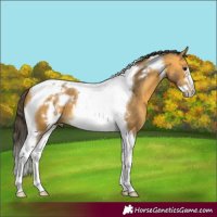 Horse Color:Buckskin Tobiano Frame 