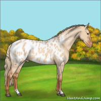 Horse Color:Red Dun Roan Near Leopard Rabicano 