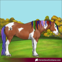 Horse Color:Painted Bay Splash Tobiano 