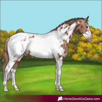 Horse Color:Chestnut Tobiano Frame Appaloosa 