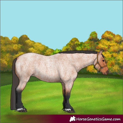 Horse Color:Unknown 