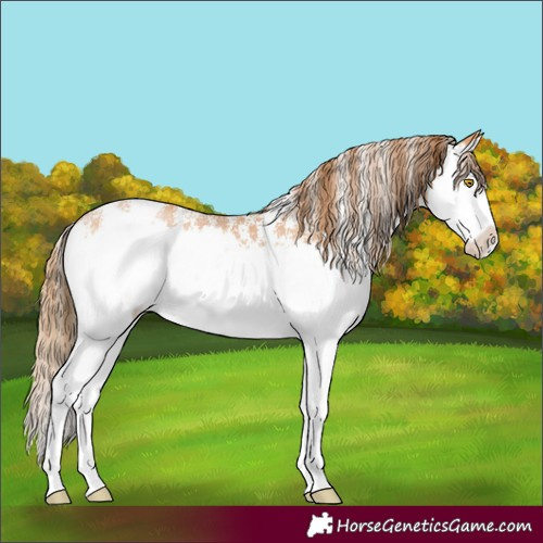 Horse Color:Bay Pearl Sabino Splash 