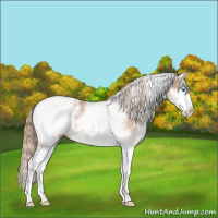 Horse Color:White Spotted Chestnut Splash Appaloosa 