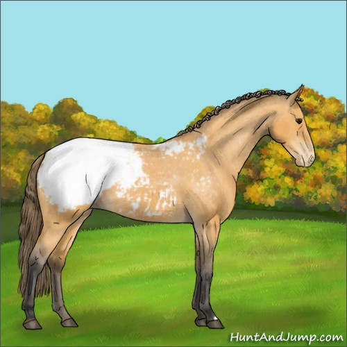 Horse Color:Unknown 