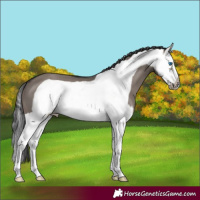 Horse Color:Smoky Grullo Splash Frame