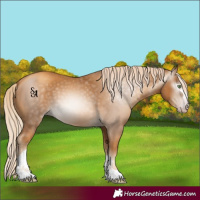 Horse Color:Gray Gold Cream Champagne 