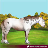 Horse Color:Gray Gold Champagne 