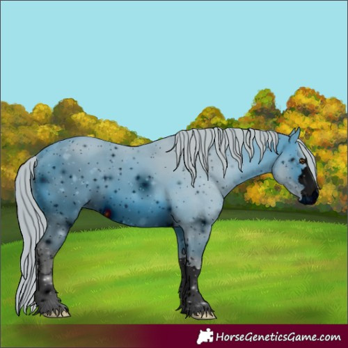 Horse Color:ERROR: UNKNOWN ANOMALY