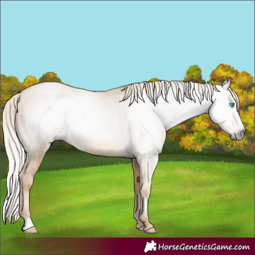 Horse Color:Gray Silver Classic Cream Champagne Pearl Rabicano 
