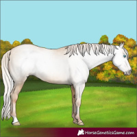 Horse Color:Gray Silver Classic Cream Champagne Pearl Rabicano