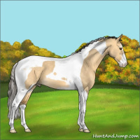 Horse Color:Buckskin Dun Sabino Tobiano