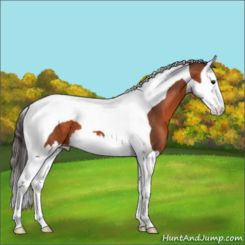 Horse Color:Bay Splash Tobiano 