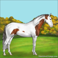 Horse Color:Bay Splash Tobiano