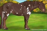 Horse Color:White Spotted Liver Chestnut 