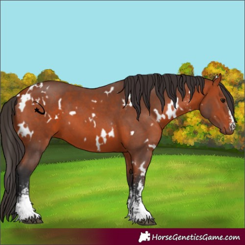 Horse Color:White Spotted Bay Sabino