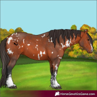 Horse Color:White Spotted Bay Sabino 