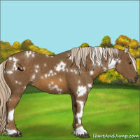 Horse Color:White Spotted Chocolate Palomino 