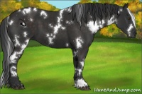 Horse Color:White Spotted Liver Chestnut 