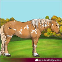 Horse Color:White Spotted Palomino 