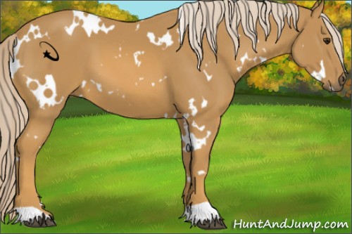 Horse Color:White Spotted Palomino