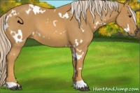 Horse Color:White Spotted Palomino