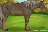 Horse Color:Chocolate Palomino Sabino 