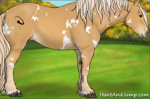 Horse Color:White Spotted Palomino 