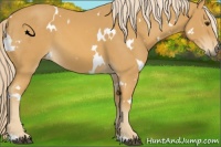Horse Color:White Spotted Palomino