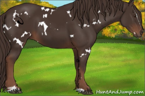 Horse Color:White Spotted Liver Chestnut Sabino