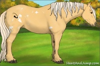 Horse Color:White Spotted Palomino Sabino