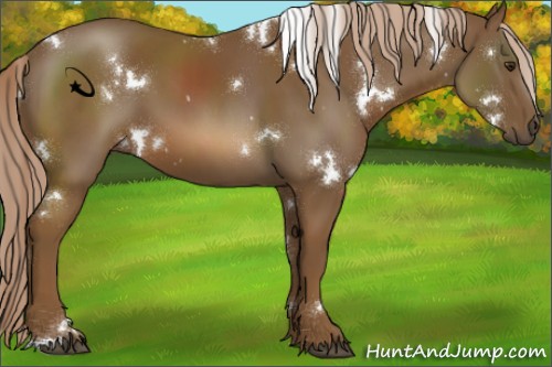 Horse Color:White Spotted Chocolate Palomino 