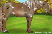 Horse Color:White Spotted Chocolate Palomino