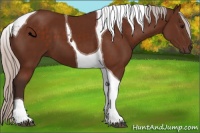 Horse Color:Silver Bay Tobiano