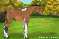 Horse Color:Buckskin Tobiano