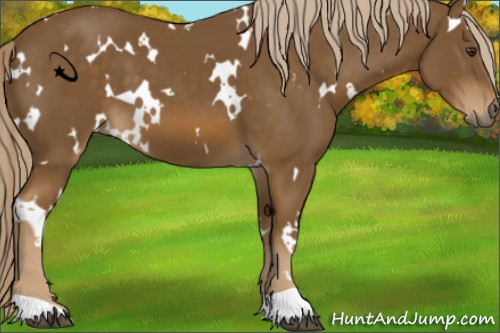 Horse Color:White Spotted Chocolate Palomino 
