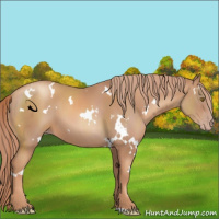 Horse Color:White Spotted Gold Champagne 