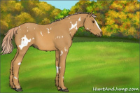 Horse Color:White Spotted Palomino Sabino