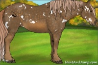Horse Color:White Spotted Chocolate Palomino