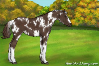 Horse Color:White Spotted Liver Chestnut 
