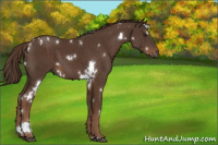 Horse Color:White Spotted Liver Chestnut 