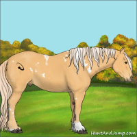 Horse Color:White Spotted Palomino Tobiano