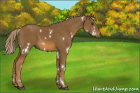Horse Color:White Spotted Chocolate Palomino 