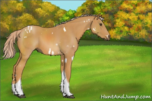 Horse Color:White Spotted Palomino Tobiano 